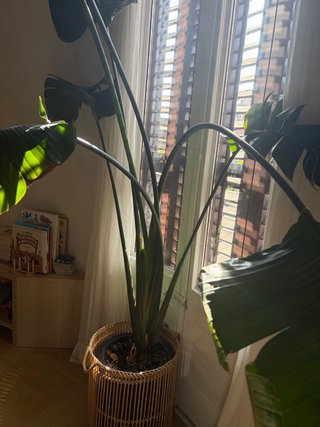 Planta Strelitzia Nicolai Grande