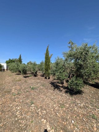 Terreno en venta en Santa María en Ciudad Real