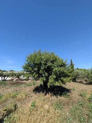 Terreno en venta en Santa María en Ciudad Real
