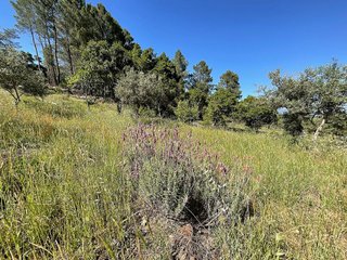 Terreno en venta en Valverde de la Vera