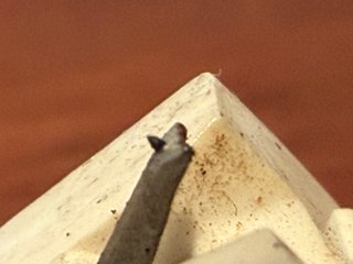 Shell + testina giradischi