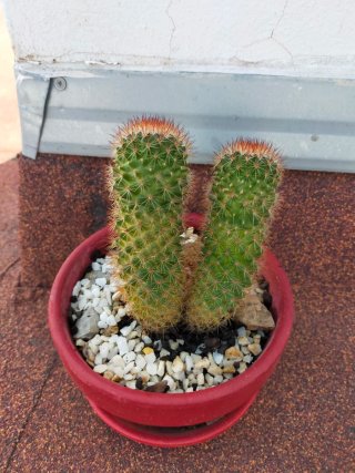 Cactus en maceta roja