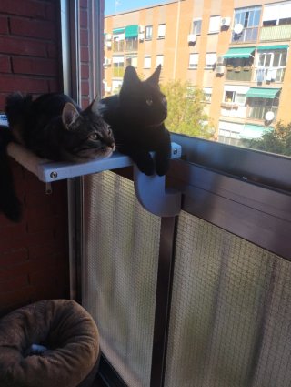 Hamaca para gatos