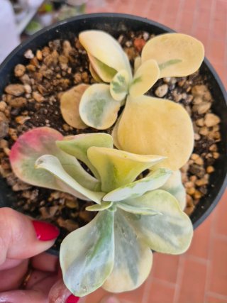 Kalanchoe Luciae Variegata Planta Suculenta