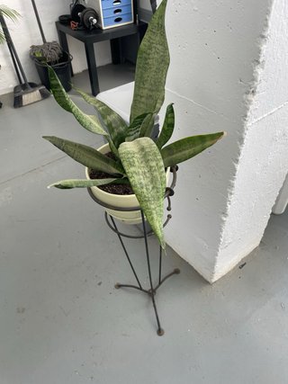 Planta con pie de forja