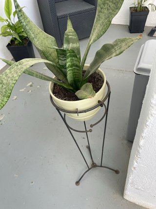 Planta con pie de forja