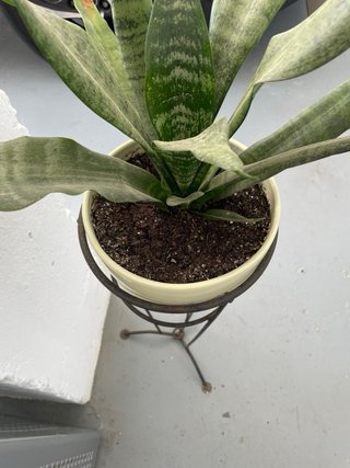 Planta con pie de forja