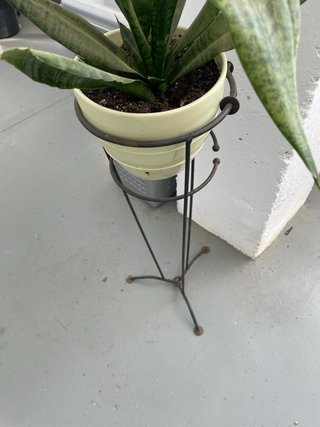 Planta con pie de forja