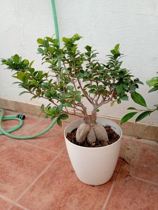 Ficus Ginseng Bonsái