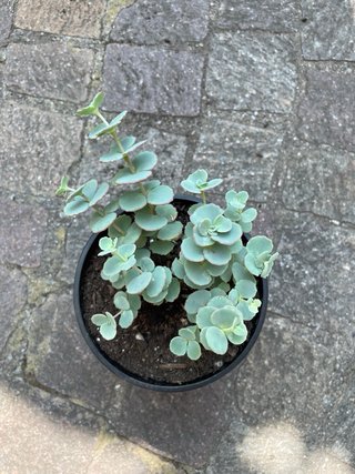 Pianta Sedum sieboldii / Erba Teresina