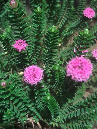 Servicios de jardinería y mantenimiento de plantas