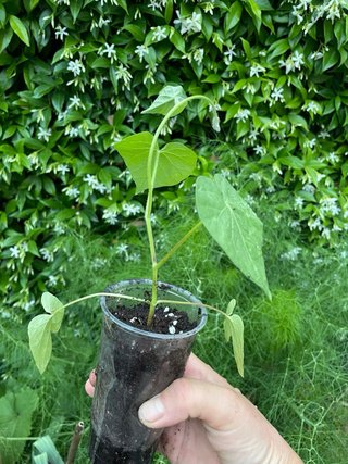 Ipomea pianta con radici Pronta per trapianto