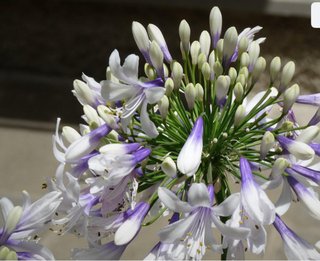 pianta di agapanthus Twister Giglio Africano