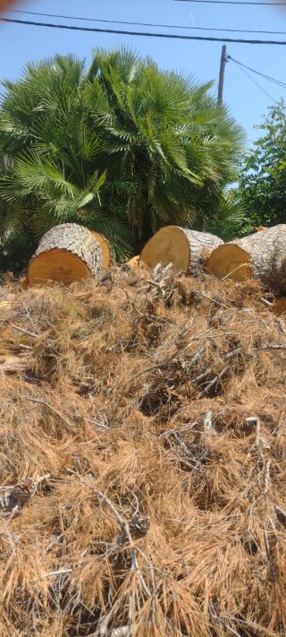Leña de pino para chimenea o barbacoa.