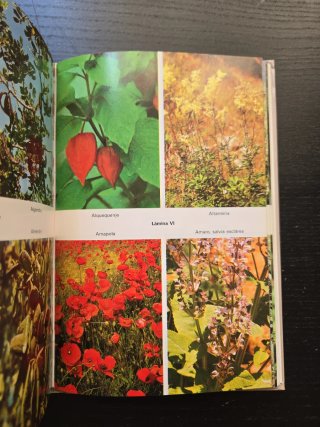 Recetario de plantas medicinales