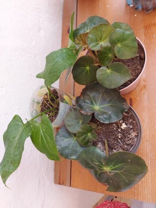 1 Begonia y  1cala