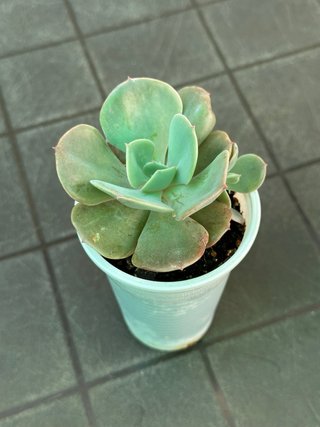 Echeveria Dusty Rose Planta Suculenta