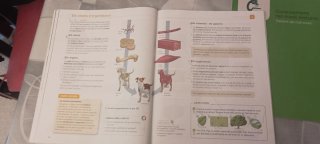 Coneixement del medi natural, 6 Primària Projec...