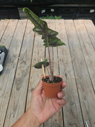 Alocasia Jacklyn