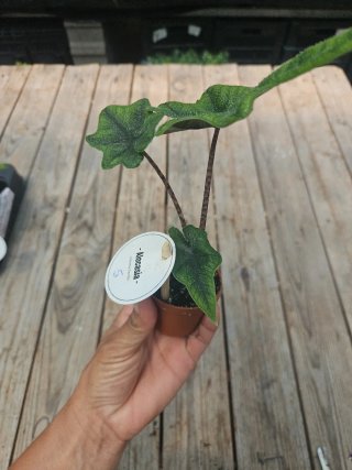 Alocasia Jacklyn