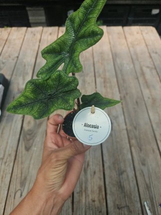 Alocasia Jacklyn
