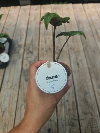 Alocasia Jacklyn