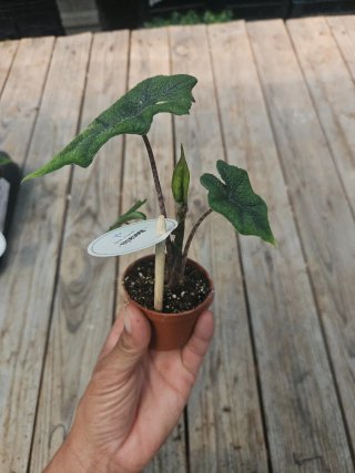 Alocasia Jacklyn