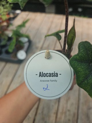 Alocasia Jacklyn