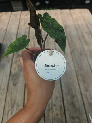 Alocasia Jacklyn
