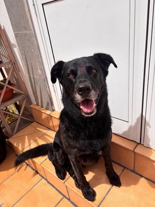 Peluqueria Canina y Felina a domicilio