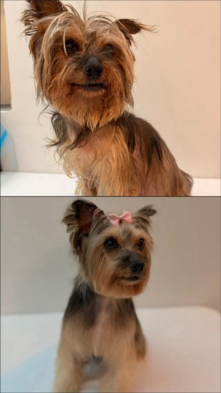 Peluqueria Canina y Felina a domicilio