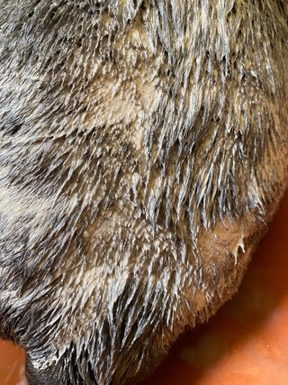 Peluqueria Canina y Felina a domicilio