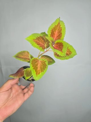 Planta Coleo N°1