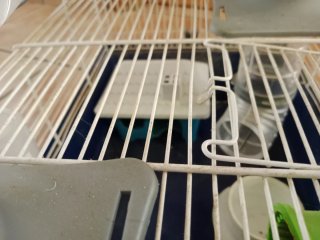 Jaula para hámster con accesorios