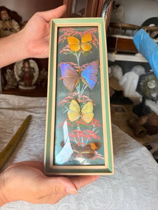 Cuadro 4 Mariposas Exóticas Decoración