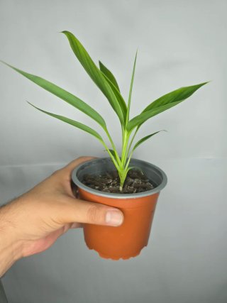 Cordyline baby