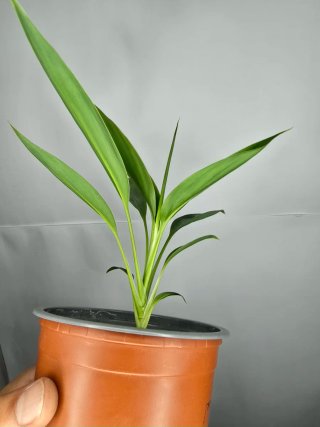 Cordyline baby