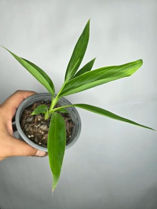 Cordyline baby