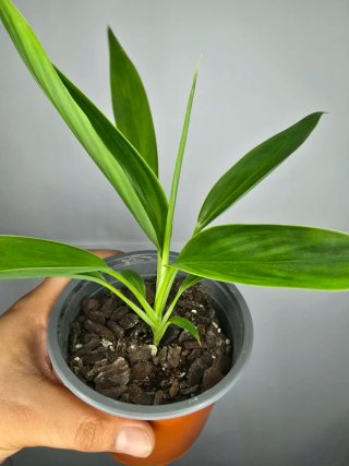 Cordyline baby