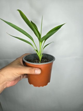 Cordyline baby