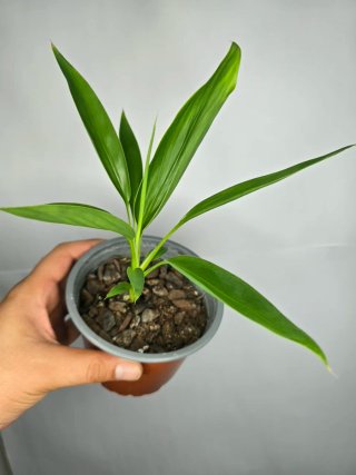 Cordyline baby