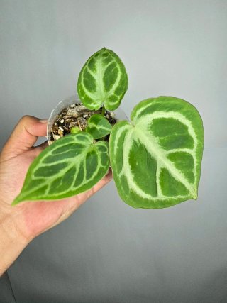 Anthurium "Crystallinum" baby