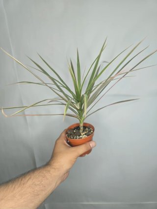 Dracaena "Marginata Tricolor" baby