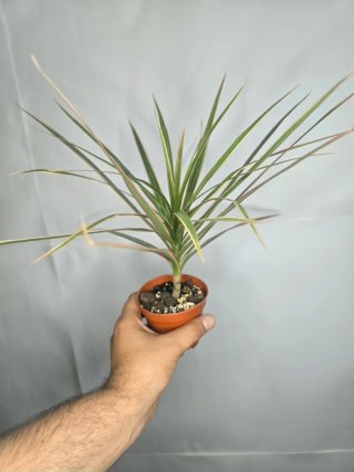 Dracaena "Marginata Tricolor" baby