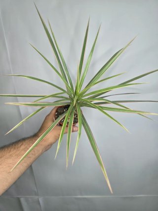 Dracaena "Marginata Tricolor" baby