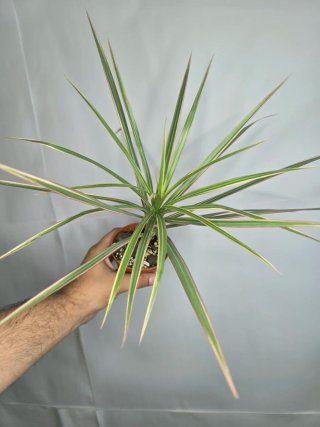 Dracaena "Marginata Tricolor" baby