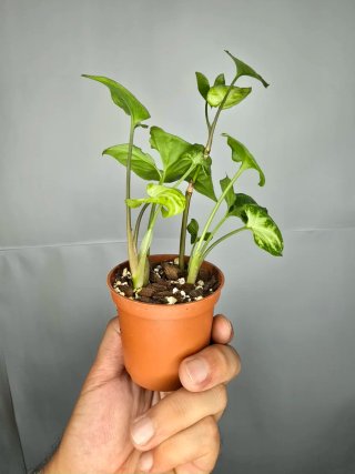 Syngonium "Pixie" baby