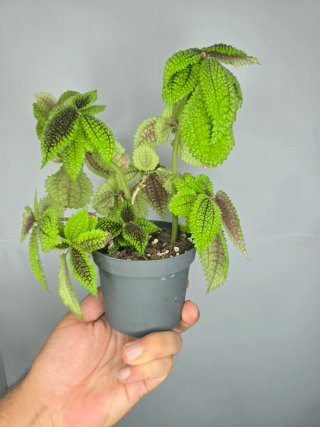 Pilea "Moon Valley "