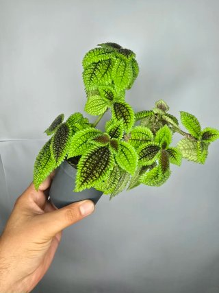 Pilea "Moon Valley "
