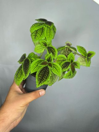 Pilea "Moon Valley "
